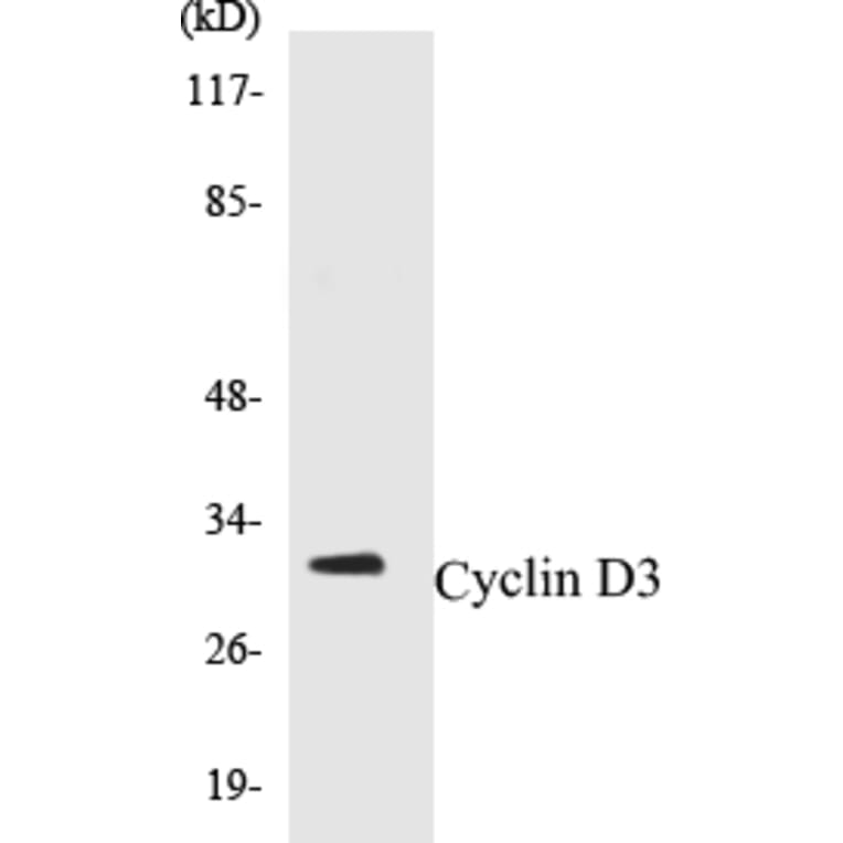 Western Blot - Cyclin D3 Cell Based ELISA Kit (CB5188) - Antibodies.com