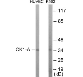 Western Blot - CKI alpha Cell Based ELISA Kit (CB5898) - Antibodies.com