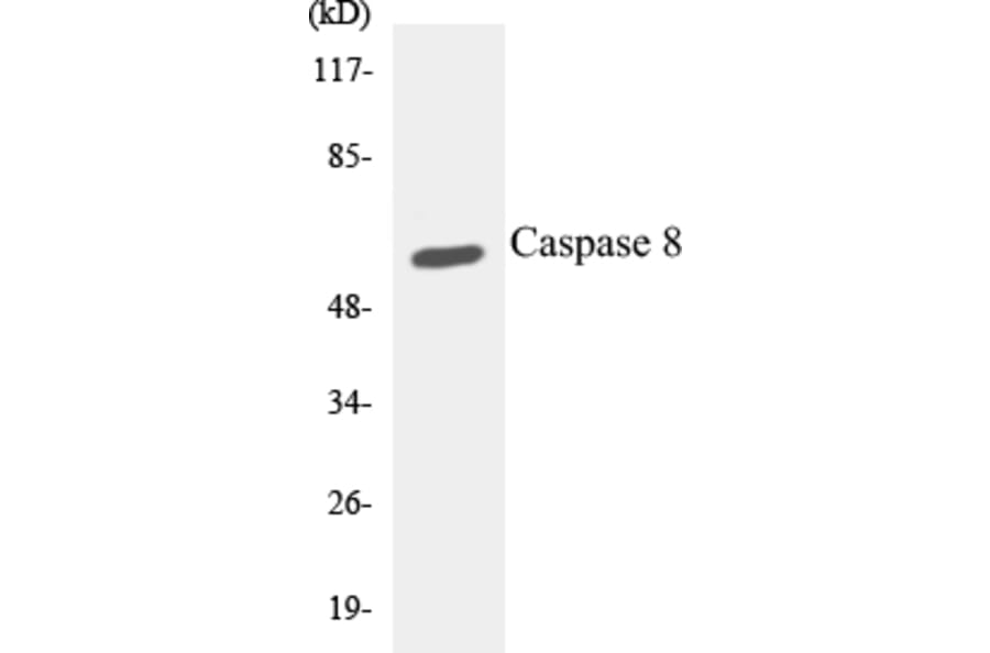 Western Blot - Caspase 8 Cell Based ELISA Kit (CB5103) - Antibodies.com