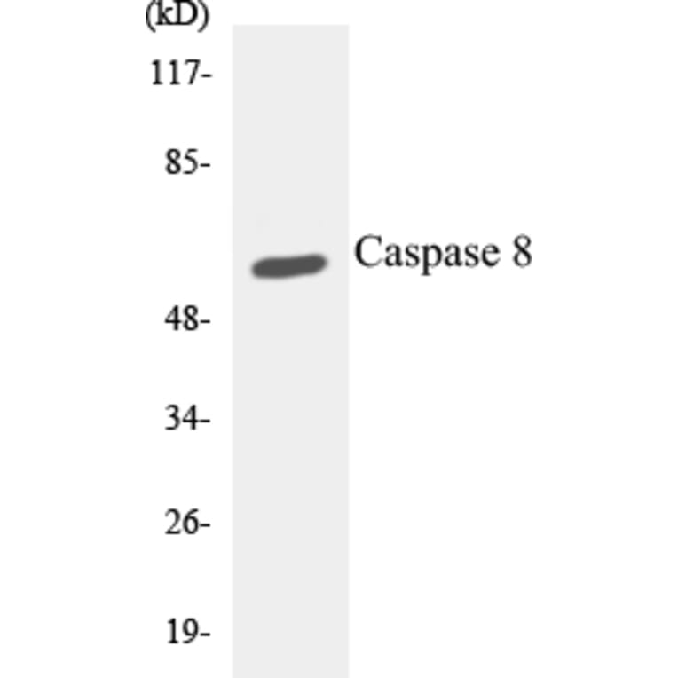 Western Blot - Caspase 8 Cell Based ELISA Kit (CB5103) - Antibodies.com