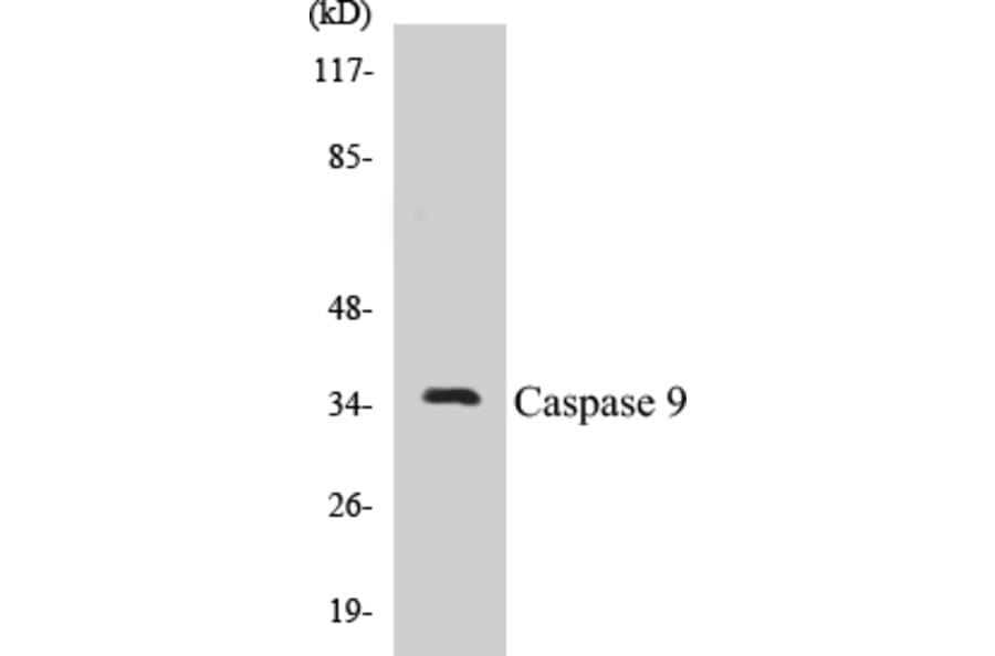 Western Blot - Caspase 9 Cell Based ELISA Kit (CB5104) - Antibodies.com