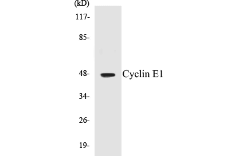 Western Blot - Cyclin E1 Cell Based ELISA Kit (CB5189) - Antibodies.com