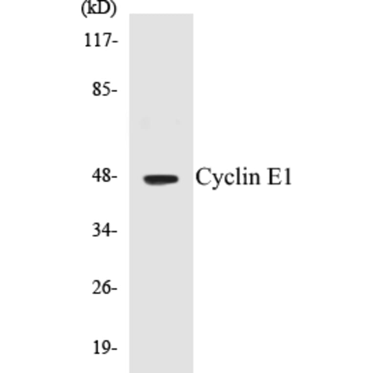 Western Blot - Cyclin E1 Cell Based ELISA Kit (CB5189) - Antibodies.com