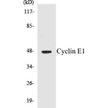 Western Blot - Cyclin E1 Cell Based ELISA Kit (CB5189) - Antibodies.com