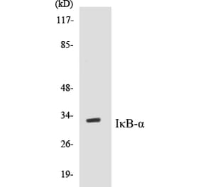 Western Blot - IKB alpha Cell Based ELISA Kit (CB5381) - Antibodies.com