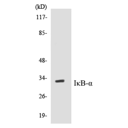 Western Blot - IKB alpha Cell Based ELISA Kit (CB5381) - Antibodies.com