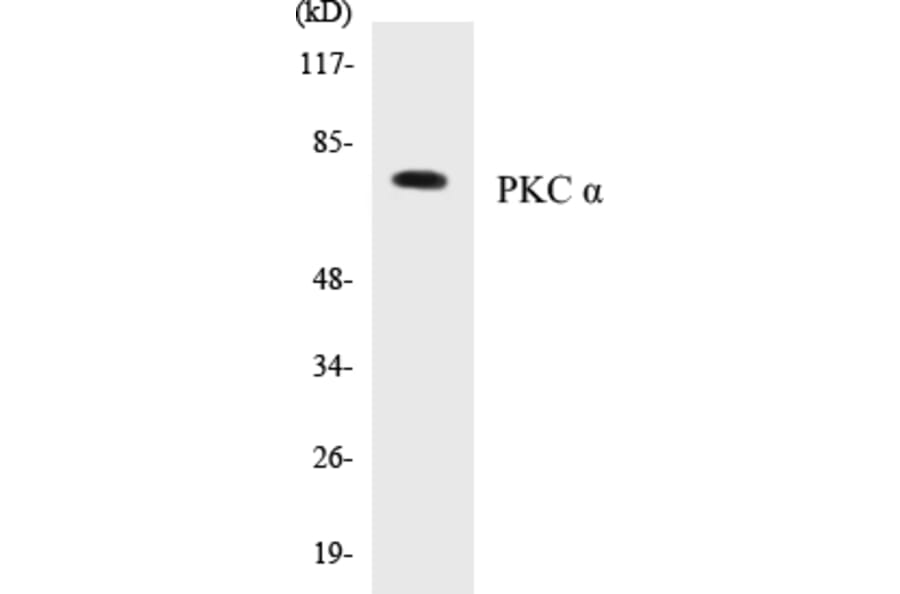 Western Blot - PKC alpha Cell Based ELISA Kit (CB5562) - Antibodies.com
