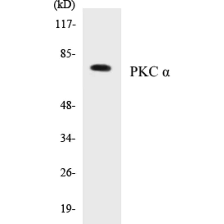Western Blot - PKC alpha Cell Based ELISA Kit (CB5562) - Antibodies.com
