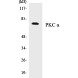 Western Blot - PKC alpha Cell Based ELISA Kit (CB5562) - Antibodies.com