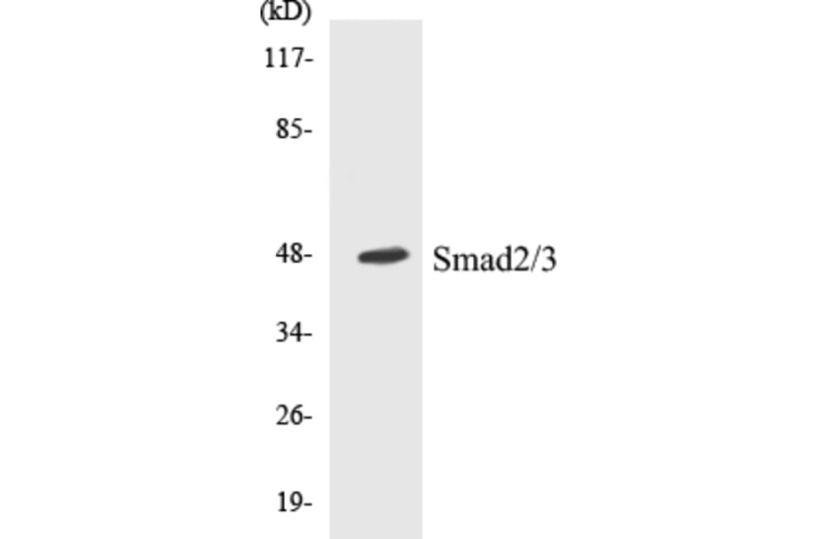 Western Blot - Smad2 + 3 Cell Based ELISA Kit (CB5639) - Antibodies.com