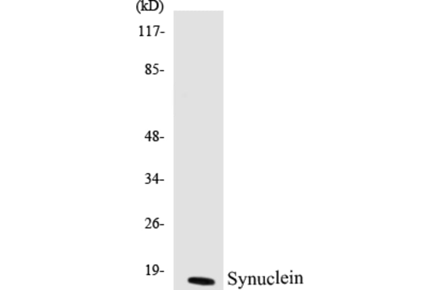 Western Blot - Synuclein Cell Based ELISA Kit (CB5672) - Antibodies.com