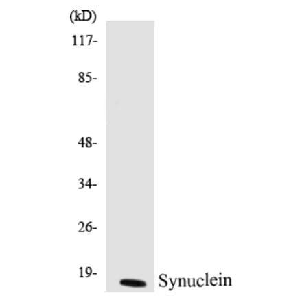 Western Blot - Synuclein Cell Based ELISA Kit (CB5672) - Antibodies.com