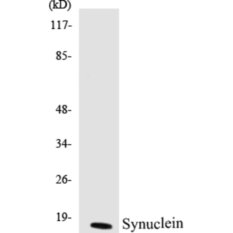Western Blot - Synuclein Cell Based ELISA Kit (CB5672) - Antibodies.com
