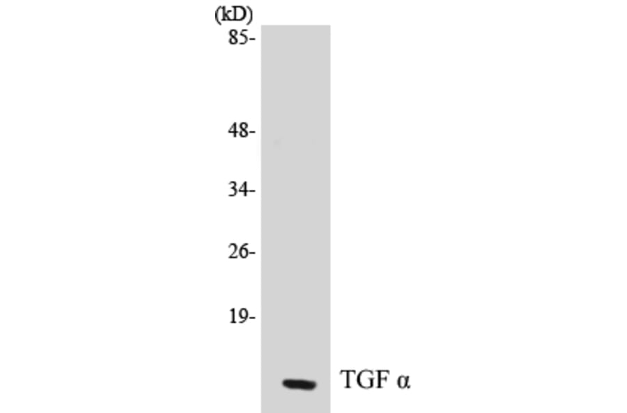 Western Blot - TGF alpha Cell Based ELISA Kit (CB5680) - Antibodies.com