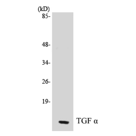 Western Blot - TGF alpha Cell Based ELISA Kit (CB5680) - Antibodies.com