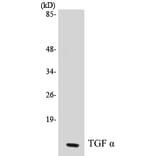 Western Blot - TGF alpha Cell Based ELISA Kit (CB5680) - Antibodies.com