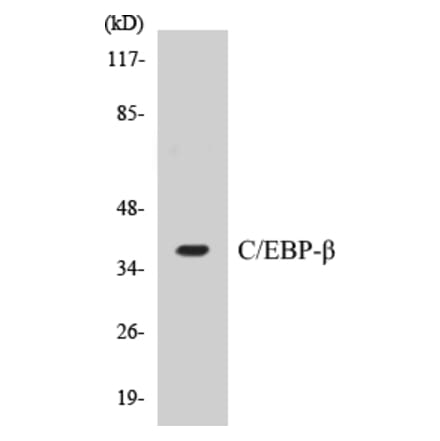 Western Blot - CEBP beta Cell Based ELISA Kit (CB5083) - Antibodies.com