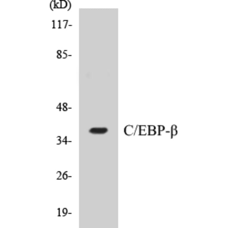 Western Blot - CEBP beta Cell Based ELISA Kit (CB5083) - Antibodies.com