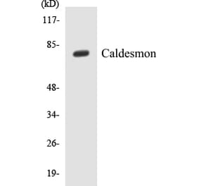 Western Blot - Caldesmon Cell Based ELISA Kit (CB5087) - Antibodies.com