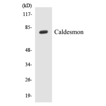 Western Blot - Caldesmon Cell Based ELISA Kit (CB5087) - Antibodies.com