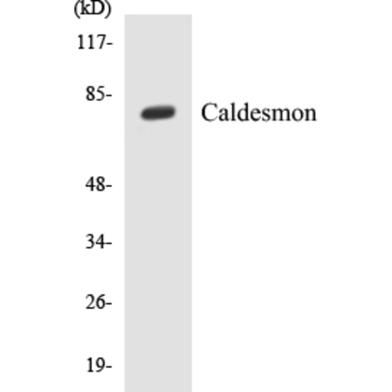 Western Blot - Caldesmon Cell Based ELISA Kit (CB5087) - Antibodies.com