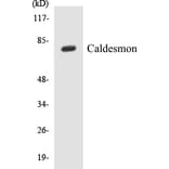 Western Blot - Caldesmon Cell Based ELISA Kit (CB5087) - Antibodies.com