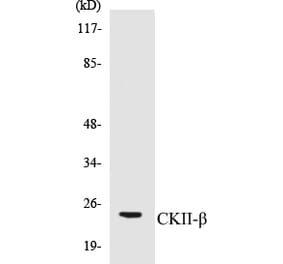 Western Blot - CKII beta Cell Based ELISA Kit (CB5139) - Antibodies.com