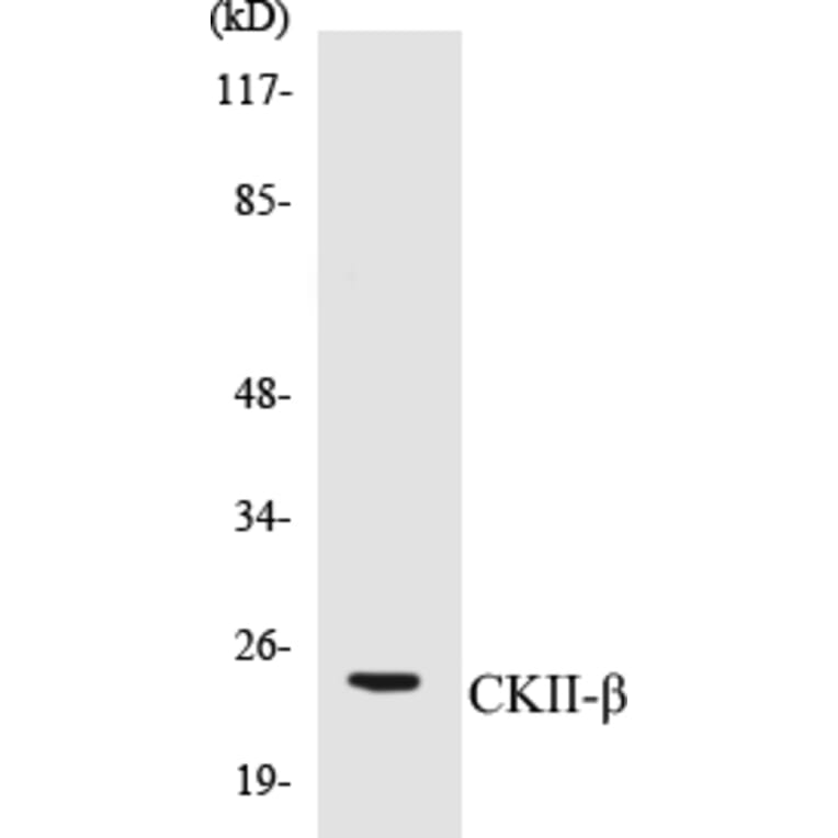 Western Blot - CKII beta Cell Based ELISA Kit (CB5139) - Antibodies.com