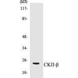 Western Blot - CKII beta Cell Based ELISA Kit (CB5139) - Antibodies.com