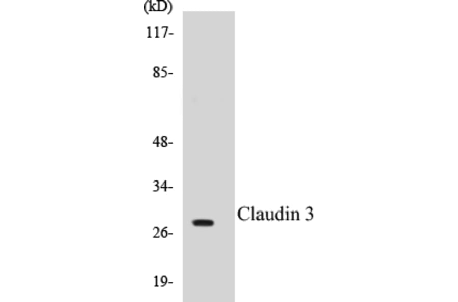 Western Blot - Claudin 3 Cell Based ELISA Kit (CB5145) - Antibodies.com