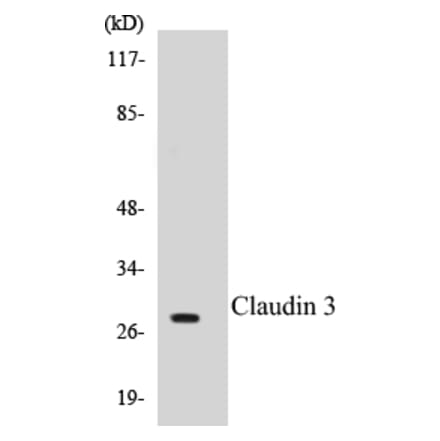 Western Blot - Claudin 3 Cell Based ELISA Kit (CB5145) - Antibodies.com