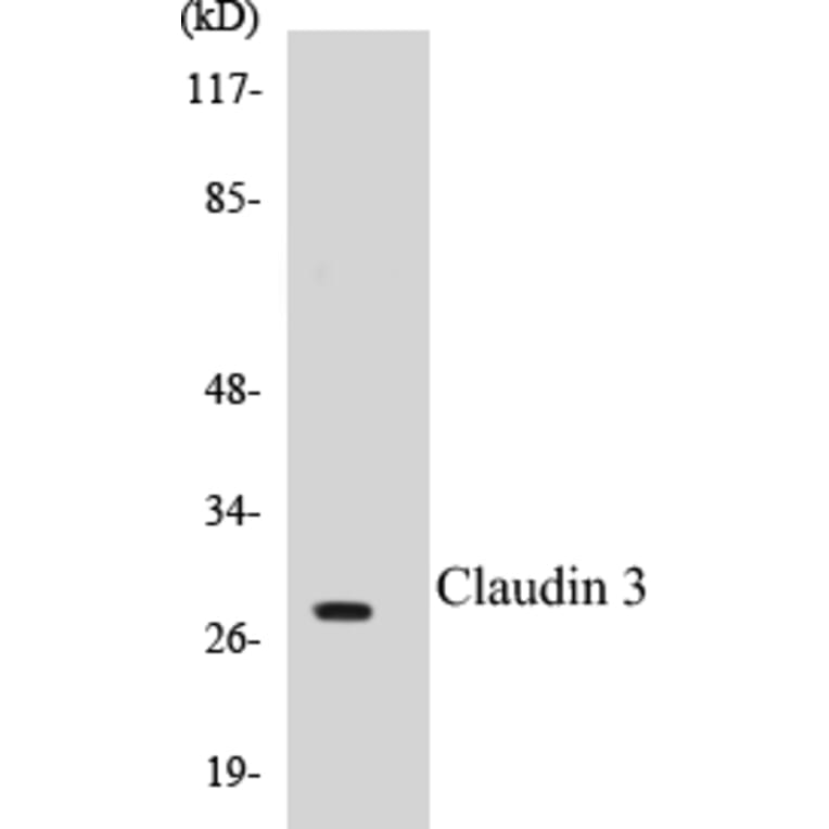 Western Blot - Claudin 3 Cell Based ELISA Kit (CB5145) - Antibodies.com