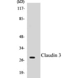 Western Blot - Claudin 3 Cell Based ELISA Kit (CB5145) - Antibodies.com