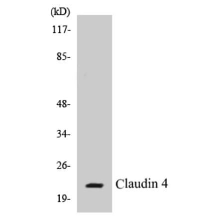 Western Blot - Claudin 4 Cell Based ELISA Kit (CB5146) - Antibodies.com