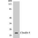 Western Blot - Claudin 4 Cell Based ELISA Kit (CB5146) - Antibodies.com
