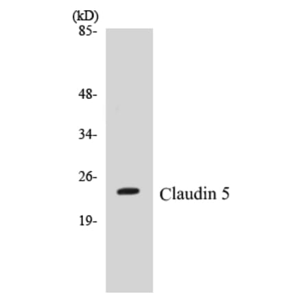 Western Blot - Claudin 5 Cell Based ELISA Kit (CB5147) - Antibodies.com