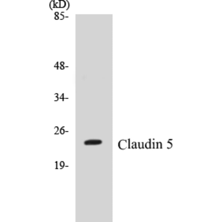 Western Blot - Claudin 5 Cell Based ELISA Kit (CB5147) - Antibodies.com