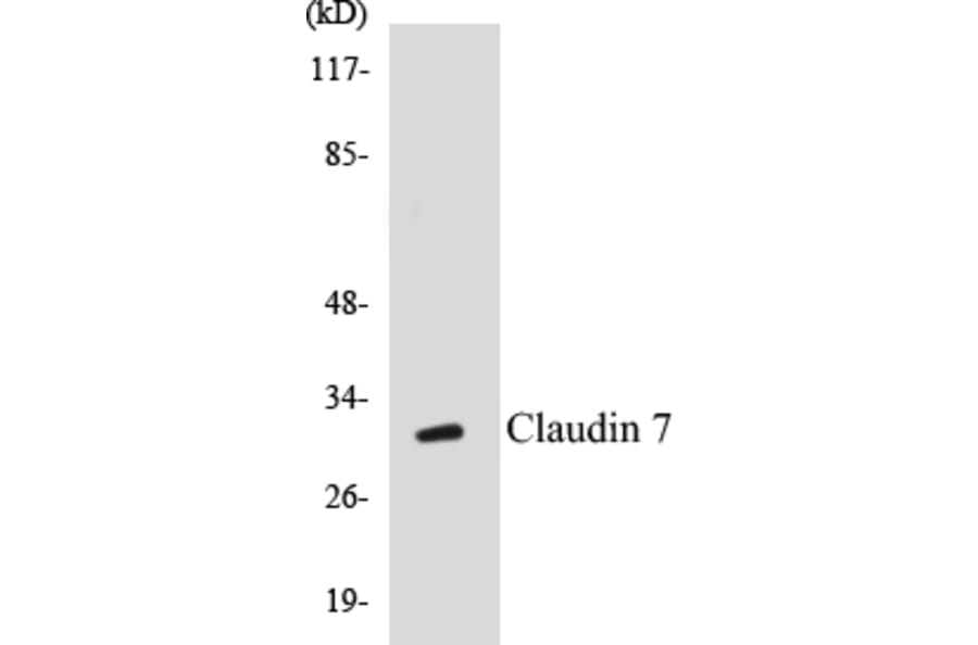 Western Blot - Claudin 7 Cell Based ELISA Kit (CB5149) - Antibodies.com