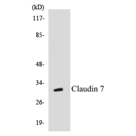 Western Blot - Claudin 7 Cell Based ELISA Kit (CB5149) - Antibodies.com