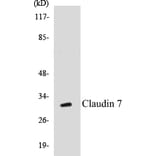 Western Blot - Claudin 7 Cell Based ELISA Kit (CB5149) - Antibodies.com