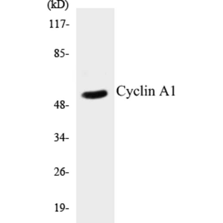 Western Blot - Cyclin A1 Cell Based ELISA Kit (CB5183) - Antibodies.com