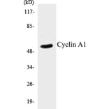 Western Blot - Cyclin A1 Cell Based ELISA Kit (CB5183) - Antibodies.com