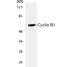 Western Blot - Cyclin B1 Cell Based ELISA Kit (CB5184) - Antibodies.com