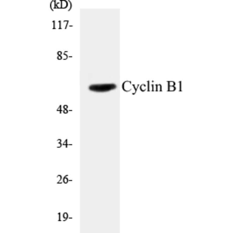 Western Blot - Cyclin B1 Cell Based ELISA Kit (CB5184) - Antibodies.com