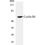 Western Blot - Cyclin B1 Cell Based ELISA Kit (CB5184) - Antibodies.com