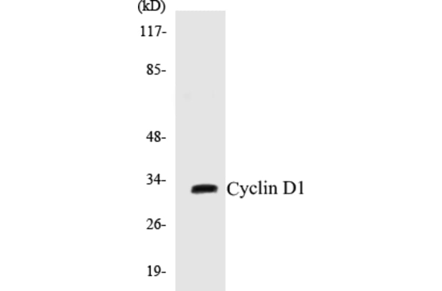 Western Blot - Cyclin D1 Cell Based ELISA Kit (CB5186) - Antibodies.com