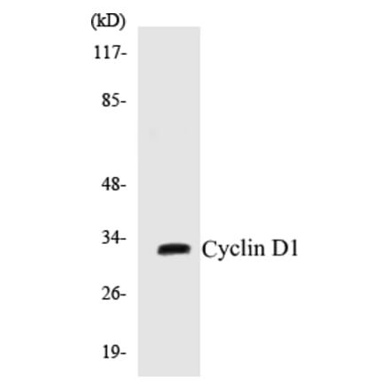 Western Blot - Cyclin D1 Cell Based ELISA Kit (CB5186) - Antibodies.com