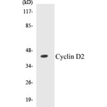 Western Blot - Cyclin D2 Cell Based ELISA Kit (CB5187) - Antibodies.com