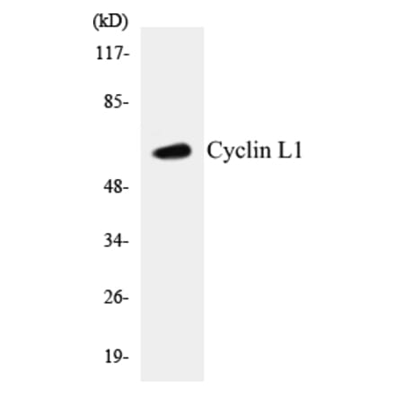Western Blot - Cyclin L1 Cell Based ELISA Kit (CB5194) - Antibodies.com