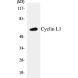 Western Blot - Cyclin L1 Cell Based ELISA Kit (CB5194) - Antibodies.com